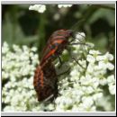 Graphosoma lineatum - Streifenwanze 08.jpg